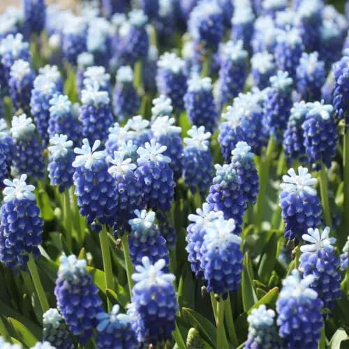 Muscari 'Touch of Snow' (Multi-Bulbe) / 0.5 à 0.9 litres/Vivace bulbeuse