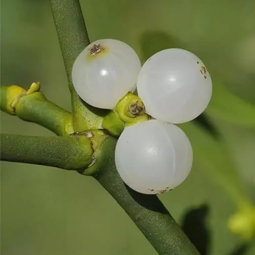 Semillas de muérdago - resistentes al aire libre Viscum coloratum - semillas y de setos y arbustos invernaderos balcón arbustos Decoración 50pcs