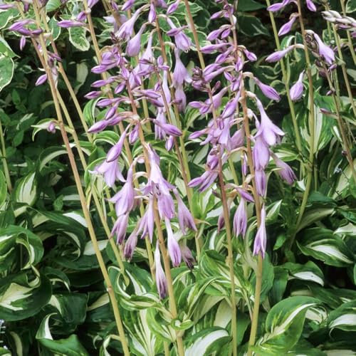 1 x Hosta Undulata Mediovariegata – Wavy Green Leaves with White Blazes – Summer Flowering Bulb – Brightens Up Shady Areas – Perennial – for Your Beautiful Garden