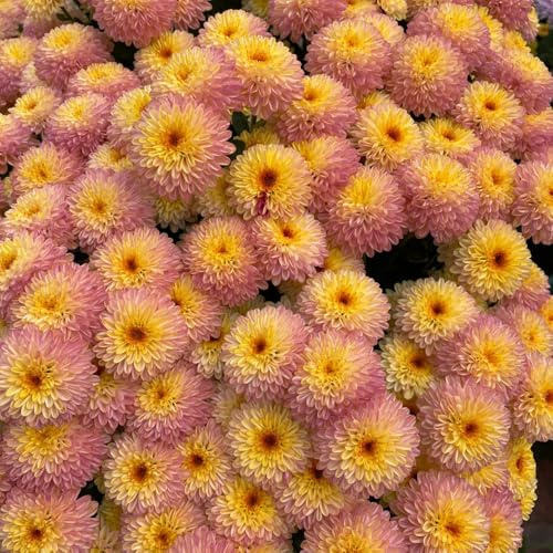 semi di margherita - giardino resistenti balcone decorazione esterno 100pcs