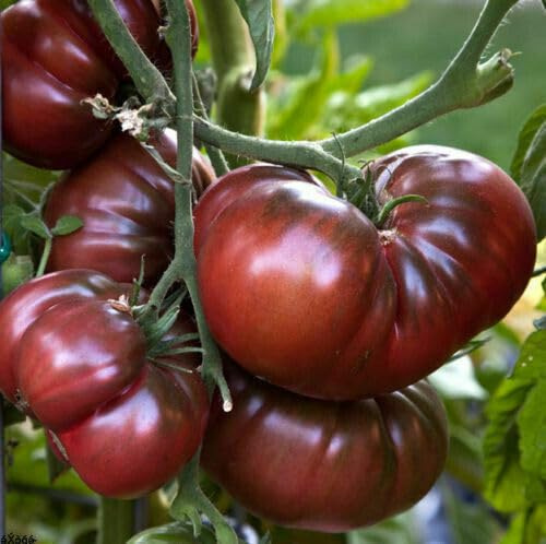 50 SEMI- POMODORO BLACK KRIM GIGANTE semi freschi