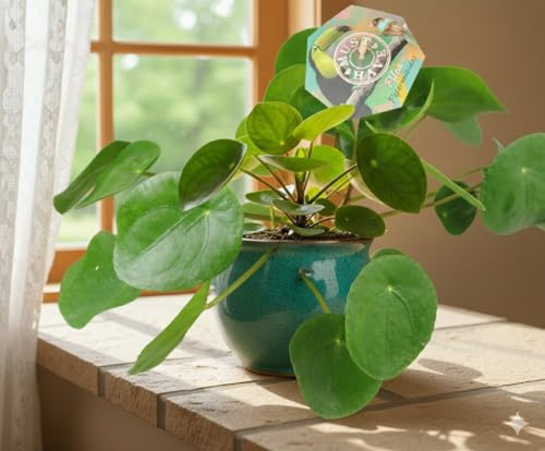 Pilea peperomioides,Ufopflanze,Glückstaler,große dekorative Zimmerpflanze,ca.25cm