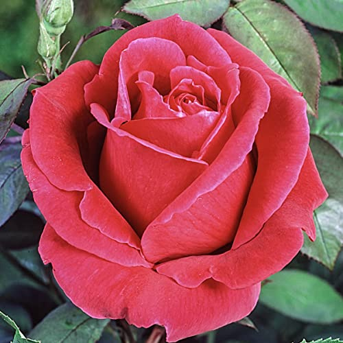 BRECK'S - Oklahoma Dormant Bare Root Hybrid Tea Rose, Includes one Plant per Order