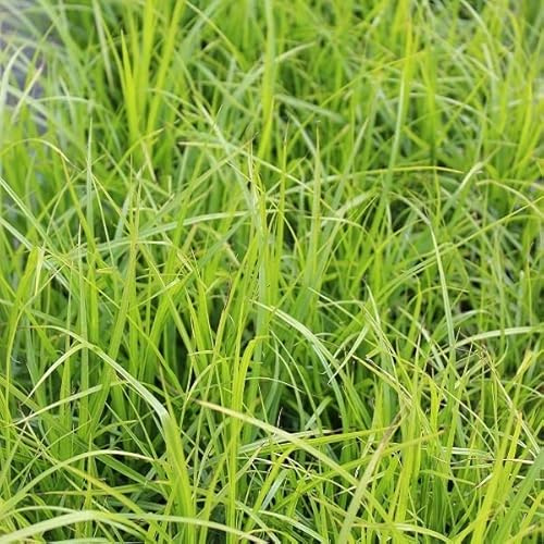 6x Palmzegge - Carex muskingumensis - Olla de 9x9 cm - Hierba ornamental con hoja de palma