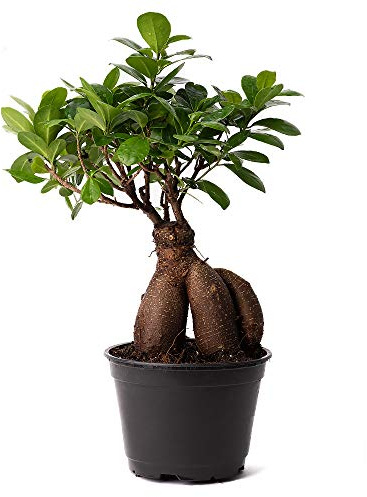 American Plant Exchange Ficus Ginseng Microcarpa – 6-Inch with Pot – Live Easy Care Bonsai Tree, Air Purifying Indoor Plant for Home, Office, or Zen Décor