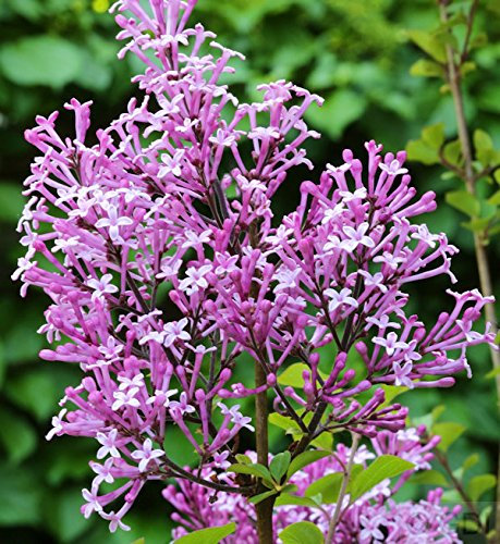 Hochstamm Edelflieder Red Pix 80-100cm - Syringa meyeri