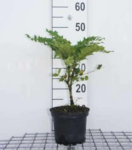 Mahonia x media 'Charity' - Mahonia 'Charity', Vigne De L'Oregon 30-50 cm en pot