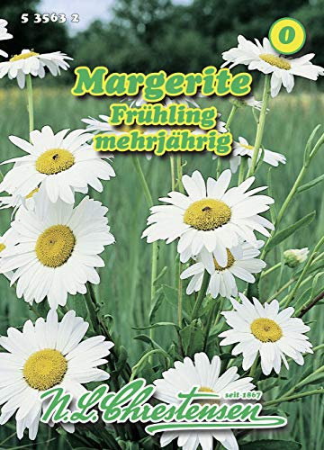 Margerite Frühling weiß 'Chrysantemum leucanthemum' mehrjährig Staude