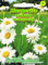 Margerite Frühling weiß 'Chrysantemum leucanthemum' mehrjährig Staude
