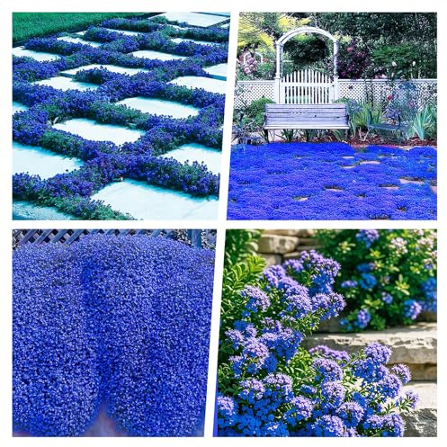 20.000+ di Timo Blu, Perenne copertura del terreno Timo serpillo, Resistente All'inverno e Facile da Pulire, Ideale per Architettura del Paesaggio Decorative