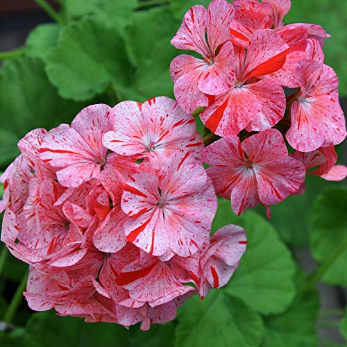 Geranium F1 Raspberry Ripple x10 Seeds (M)