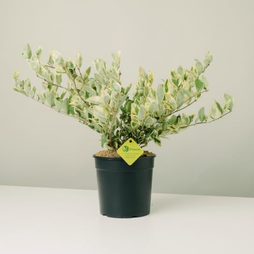 Plantì LIGUSTRUM TEXANUM (VARIEGATO). Arbusto sempreverde con fogliame variegato, vaso da 19 cm. Piante vere per esterno ideali per siepi decorative. 6 mesi di concimazione inclusi.