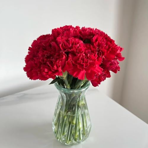 plantas de clavel comprar semillas, Plantas exóticas en maceta resistentes en maceta resistentes al aire libre semillas de flores silvestres perennes Macetas para balcón, parterre 50pcs