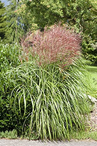 Miscanthus sinensis 'Große Fontäne' – Winterhart, Mehrjährig, Pflegeleicht – Chinaschilf – Ziergras für Garten & Beet
