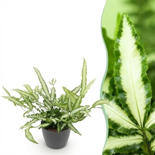 Pteris cretica Albolineata - Bandbräken - Djurvänlig växt - Grön - 2 växter - med krukväxt Grå - 20cm - Øter Grijs - Pot 12cm - Krukväxt - - Växt med kruka