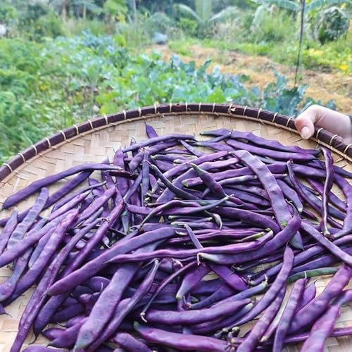 20 Graines Semences Haricot Nain - Violet - Pulple Queen - 55