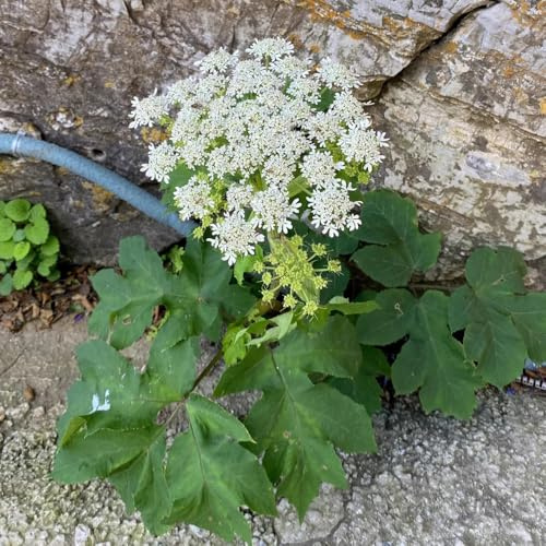 semi di levistico, resistente all'inverno, balcone decorazioni per ufficio, giardino, all'aperto 300pcs