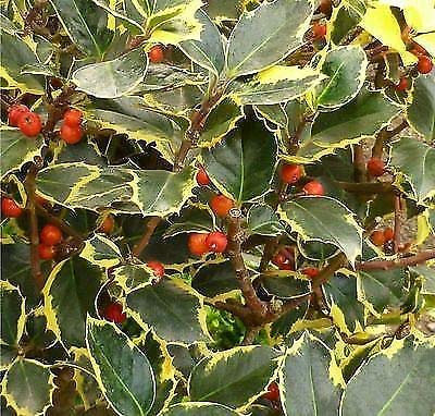 Portal Cool Ilex Altaclarensis Golden King - Variegato Agrifoglio, pianta in 9cm Pot