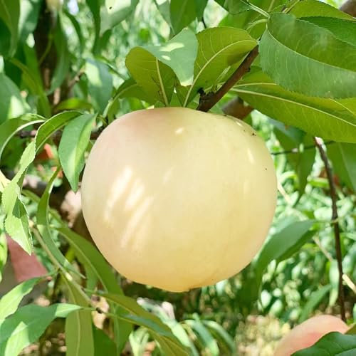 Pfirsichbaum samen pfirsich obstbäume Seltene Pflanzen Serie heilpflanzen Obstbaumsamen, Fruchtplantage steingartenpflanzen winterhart, pflanzensamen Bergpflanzung, topfpflanzen 4pcs