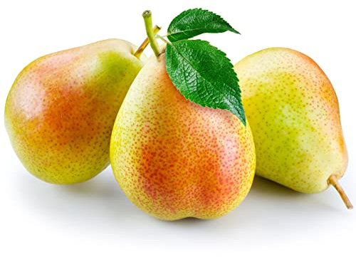 Fruit Tree - Pear - 1 x Tall Plant in 10 Litre Pot - 1.2-1.4 Metre Height - Pear Tree - Outdoor - Garden Ready + Ready to Plant - Premium Quality Plants