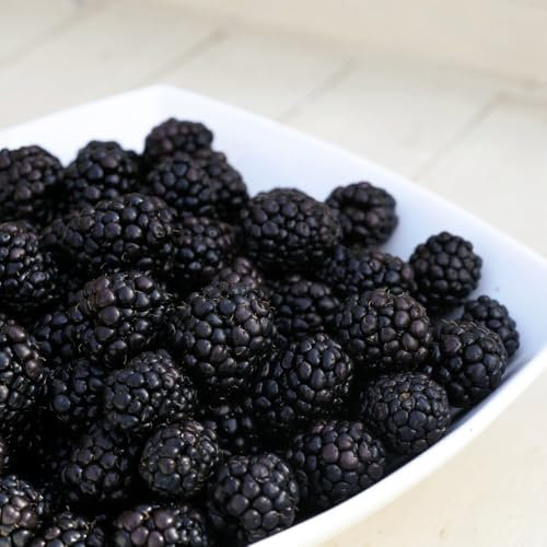 BlackBerry 'Reuben' - High Yield, Super Sweet, Self-Fertile Primocane - Perfect for Small Gardens and Quick Cropping 2 Litre Pot x 1 by Thompson & Morgan