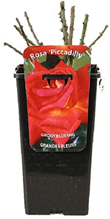 Rosier à grandes fleurs Rosa 'Piccadilly' violet - 3,5L Conteneur