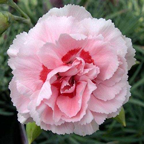 6 x Œillet mignardise 'Doris' - Dianthus Plumarius 'Doris' - Godet 9x9cm - Fleurs rouges, compact, rocaille