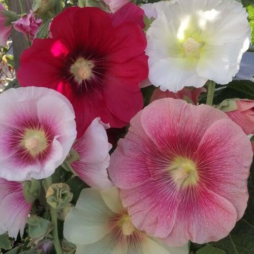 Plant World Seeds - Hollyhock Sunnyside Blend Seeds (Perennial Flower Seeds)