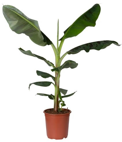 Bananenpflanze 'Dwarf Cavendish', Topf-Ø 21 cm, Höhe ca. 70-90 cm