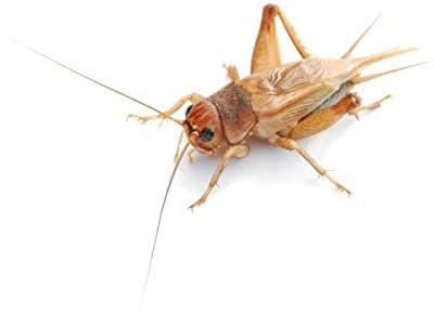 Steppengrillen groß | 4 Dosen | 80 Stk. | Futterinsekten
