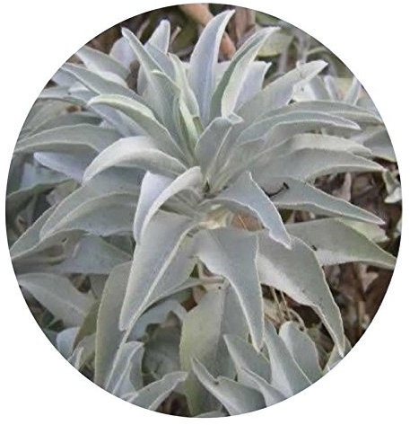 Portal Cool 200 Pz semi di salvia bianca della California Sacra Salvia Apiana Ceremonial Aromaticsesjb:Semi