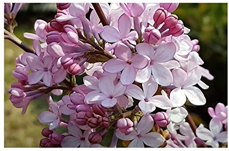 Pcs - 30x Syringa Oblata Lilas Arbuste Jardin Plantes - Graines B331 - Seeds & Plants Shop by Ipsa