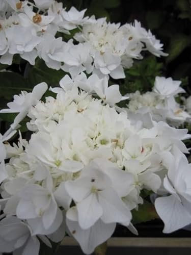 Bauernhortensie Beautensia Coco - Hydrangea beautensia - Ballhortensien 30-40