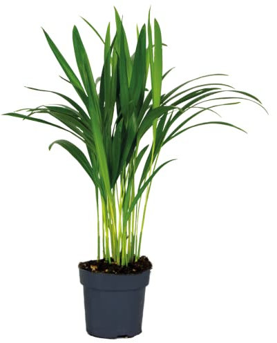 Areca Palme | Dypsis per pezzo – Pianta da interni in vaso da giardino Ø 12 cm – 45 cm