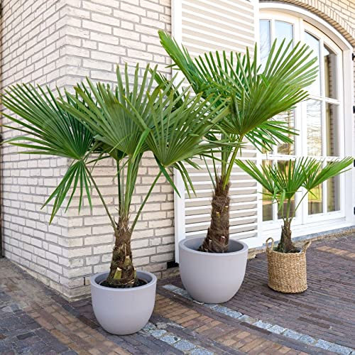 Palma cinese a ventaglio Trachycarpus fortunei pianta in vaso ø9 cm