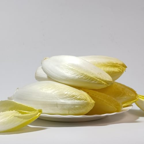 semi di cicoria - da interno radicchio da appartamento esotiche rampicanti decorazione rara giardino roccioso Aiule rialzate per il giardino in vaso orto biologico 350pcs