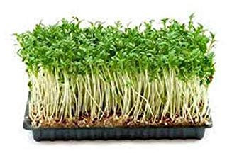 Shopvise Bonsaï, graines de cresson, frisées, biologiques, non-OGM, 200 par paquet