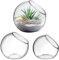 Yardwe 3 Pcs Terrarium Glass Bowl Ferns Plant Stand Decorative Bowl Live Succulents Plants Air Plant Display Holder Vase Pot Succulent Vases Flowerpot Decorations Moss Glass Ball Globe