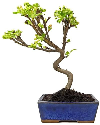 Árbol Malus Manzano Natural Bonsái con Maceta Decorativa Especial