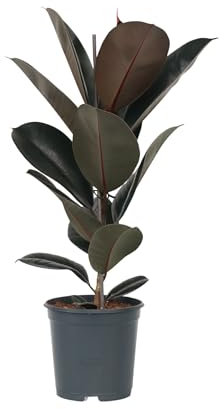 Plant in a Box - Ficus Elastica Abidjan - albero della gomma da interno grande pianta vera - Vaso 24cm - Altezza 75-100cm