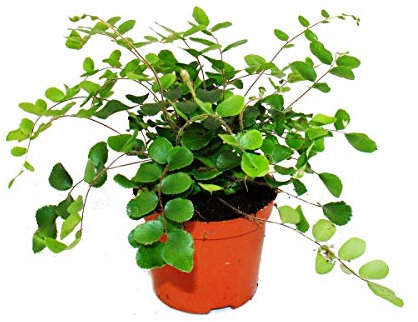 Exotenherz Pellaea rotundifolia - Granulés ou fougères du monde primitif - Pot de 9 cm