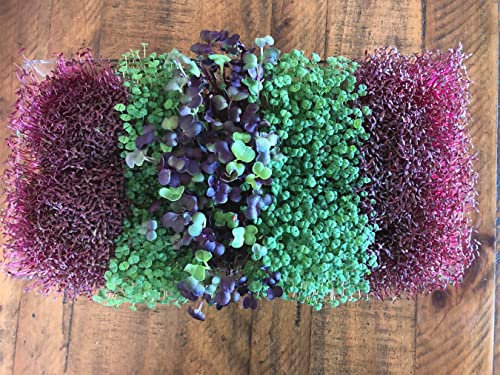 Microgreen Pros™ Six Premium Microgreens Seeds Collection, Over 30,000 Seeds - 100% Non GMO - Broccoli, Mixed Salad, Radish, Rocket, Kolhrabi and Amaranth Red Garnet for Planting & Sprouting Indoors