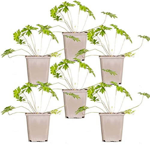 6x Géranium 'Johnson's Blue' - Geranium sanguin - Vivace - Facile d'entretien – ⌀9 cm - 10-15 cm