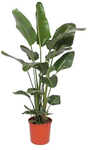Trendyplants - Strelitzia Nicolai - Paradiesvogelblume - Zimmerpflanze - Höhe 160-180 cm - Topfgröße Ø24cm