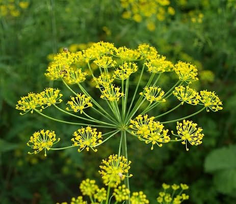 100 graines de fleurs d'Anethum jaune fraîches et neuves