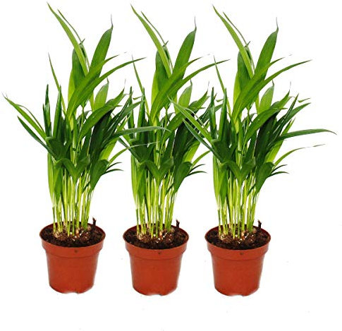 Exotenherz - 3er Set Goldfruchtpalme - Dypsis lutescens (Areca), 12cm