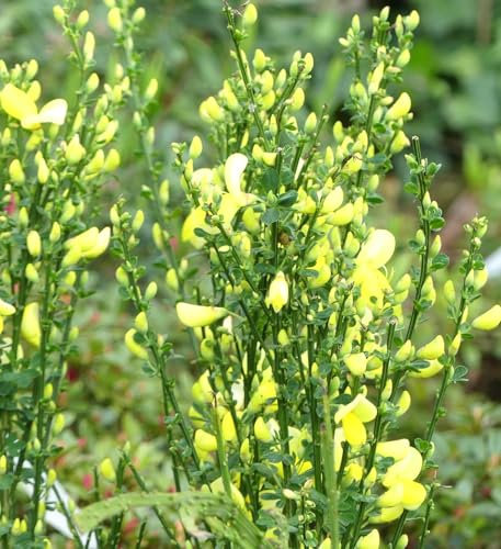 Edelginster Cytisus scoparius 'Luna' Besenginster gelb 40-60 cm winterhart Sommergrün Freilandaufzucht