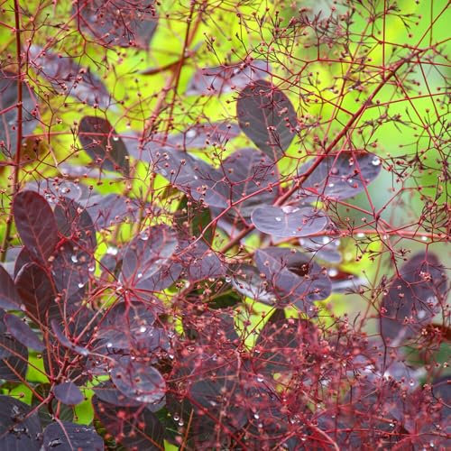 Cotinus Coggygria Lilla Smoke Bush - Summer-Flowering Hardy Garden Shrubs for Outdoor Pots, Beds, and Borders - Deciduous Smoke Tree Plants Outdoor Garden Ready with Colourful Foliage (15-30cm)
