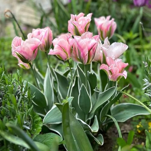 bulbos de tulipán, perenne resistente, acónito invierno, tulipán jardín perennes resistentes, balcón para 4pcs