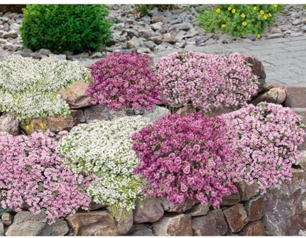 BALDUR Garten 18er Bodendecker-Set Thymian, Pflanzen im 9x9 cm-Topf